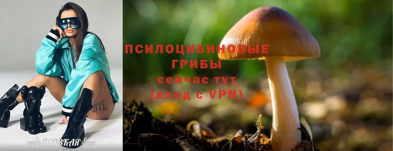 Псилоцибиновые грибы MAGIC MUSHROOMS  Ардон 